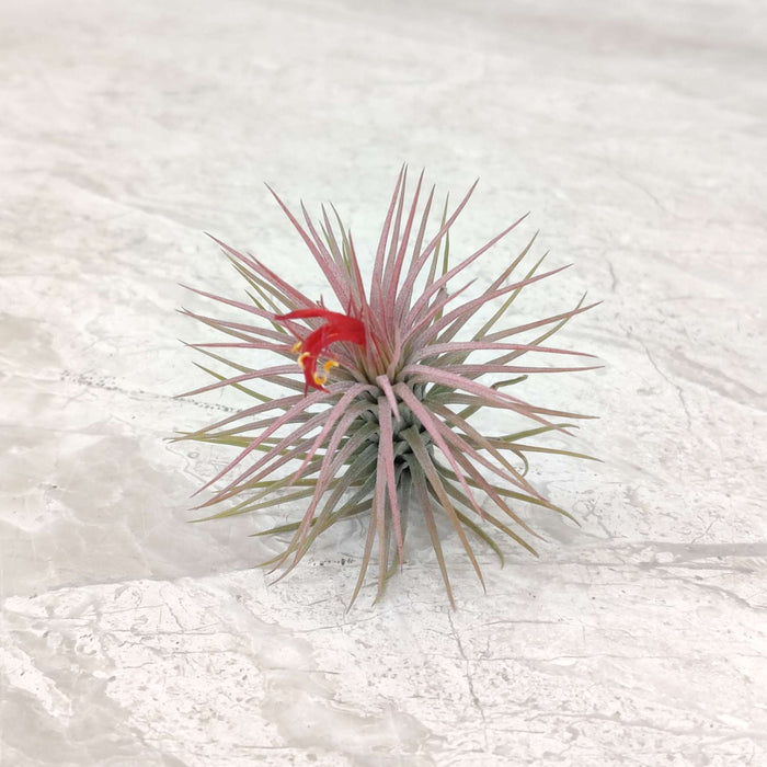 Tillandsia ionantha