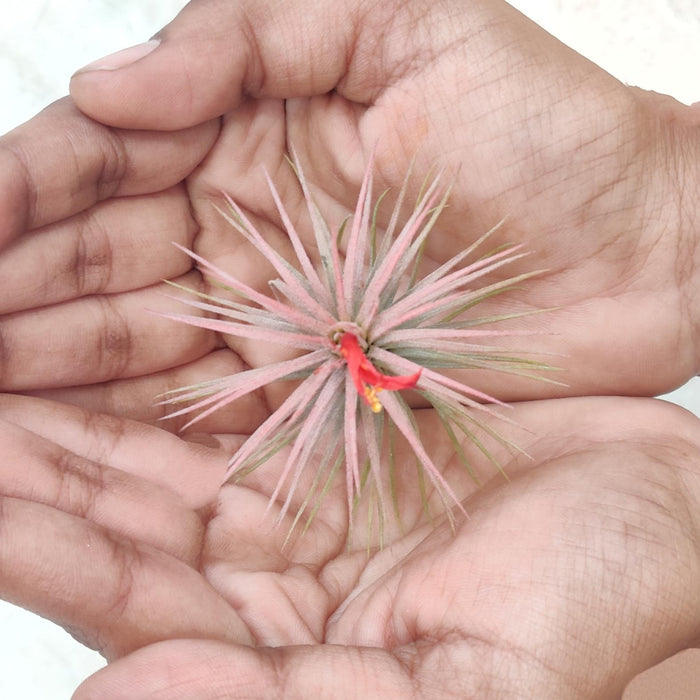 Tillandsia ionantha