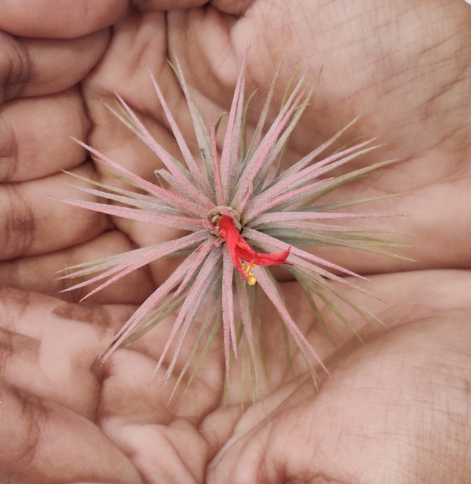 Tillandsia ionantha