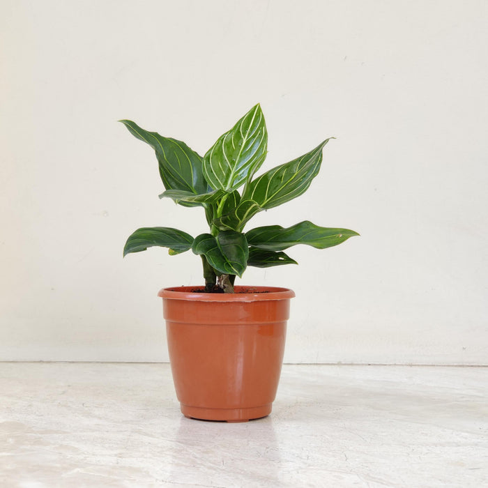 Aglaonema White Vein 10 cm pot
