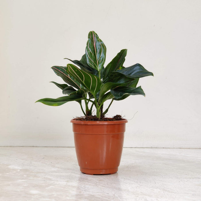 Aglaonema Red Vein 10 cm pot