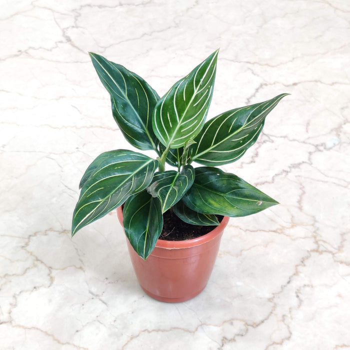 Aglaonema White Vein 10 cm pot