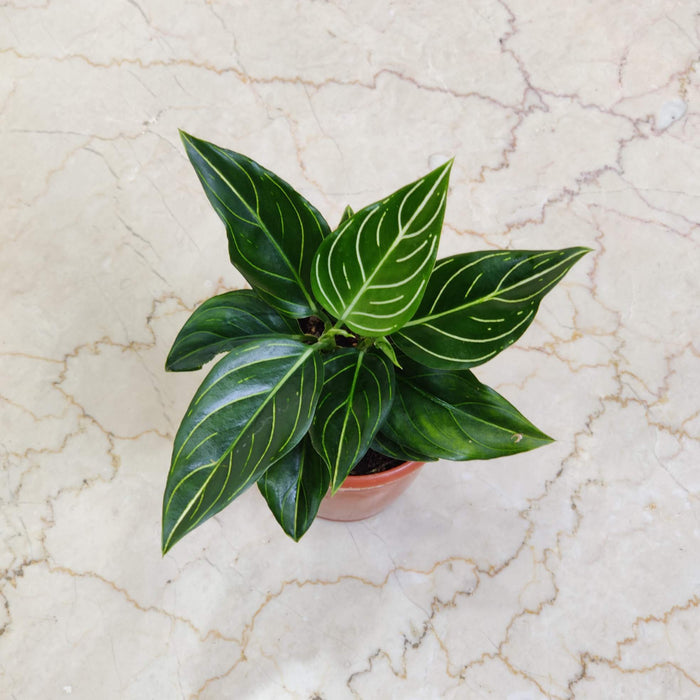 Aglaonema White Vein 10 cm pot