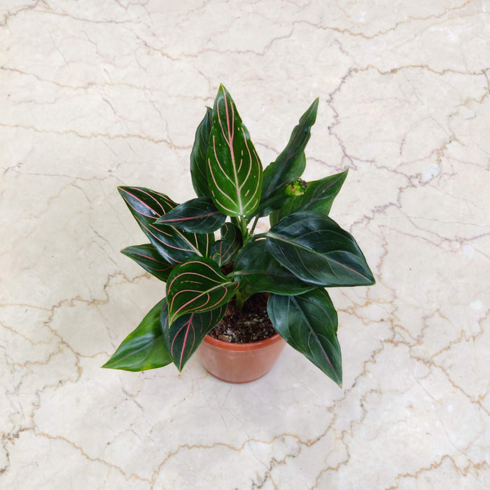 Aglaonema Red Vein 10 cm pot