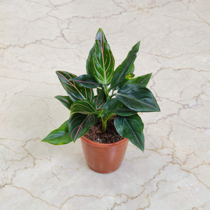 Aglaonema Red Vein 10 cm pot