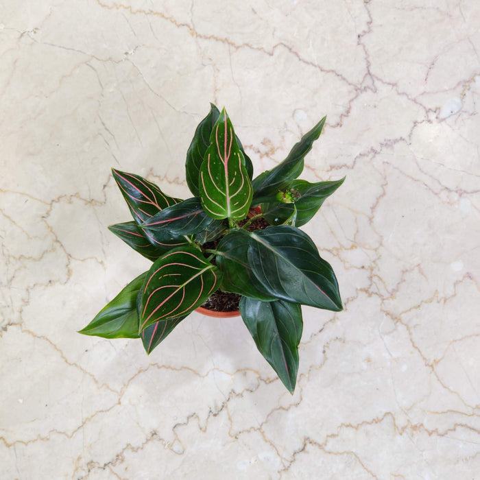 Aglaonema Red Vein 10 cm pot