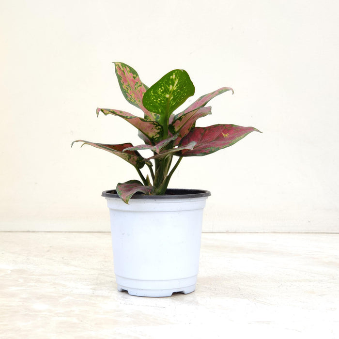 Aglaonema Black New 10 cm pot