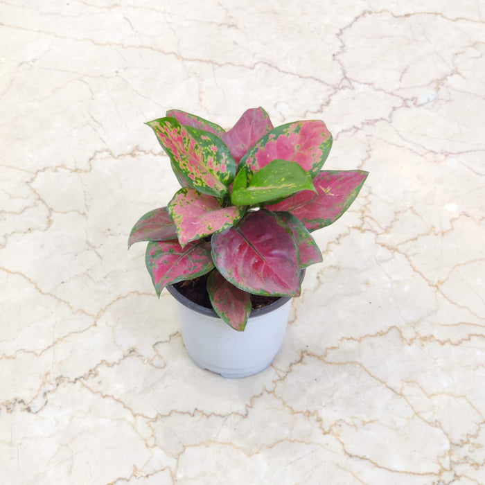 Aglaonema Black New 10 cm pot