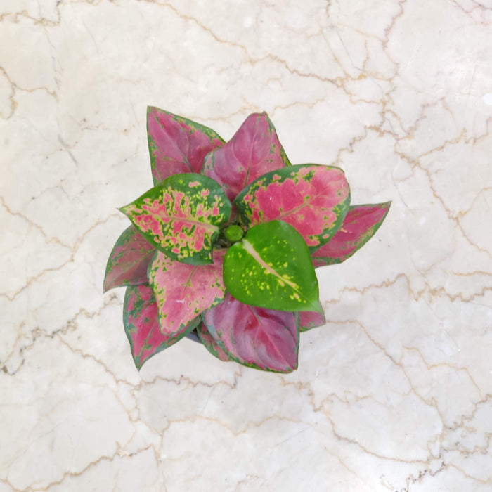 Aglaonema Black New 10 cm pot