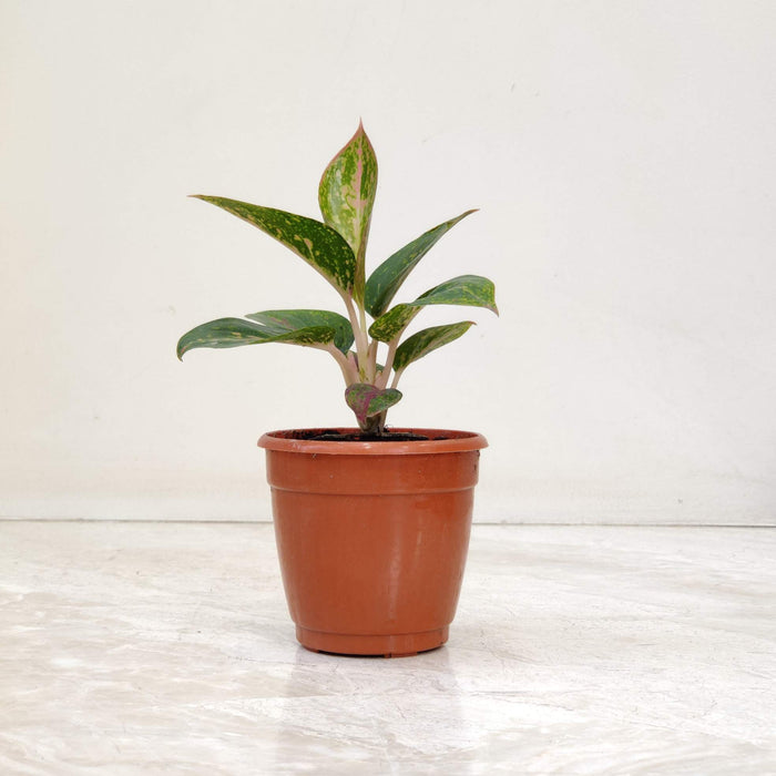 Aglaonema Star Dust Green 10 cm pot