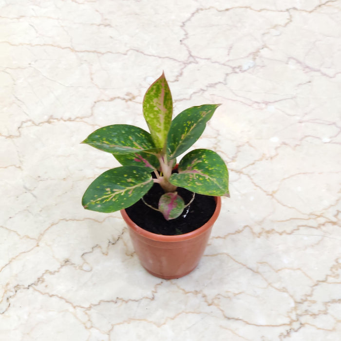 Aglaonema Star Dust Green 10 cm pot