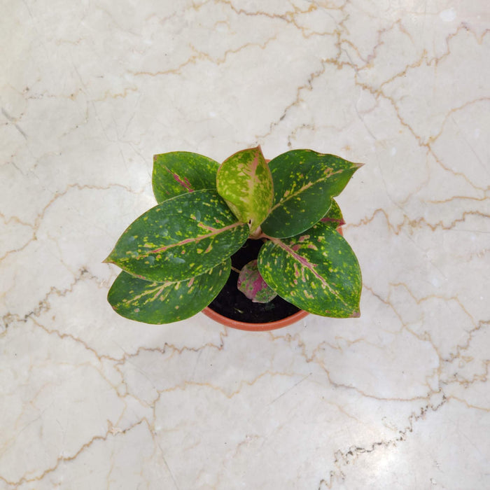 Aglaonema Star Dust Green 10 cm pot
