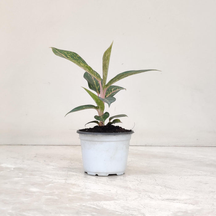 Aglaonema Pink Dalmatian 10 cm pot