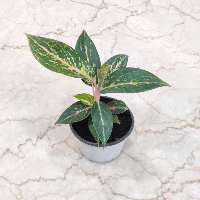Aglaonema Pink Dalmatian 10 cm pot