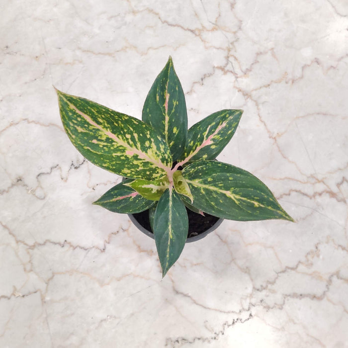 Aglaonema Pink Dalmatian 10 cm pot