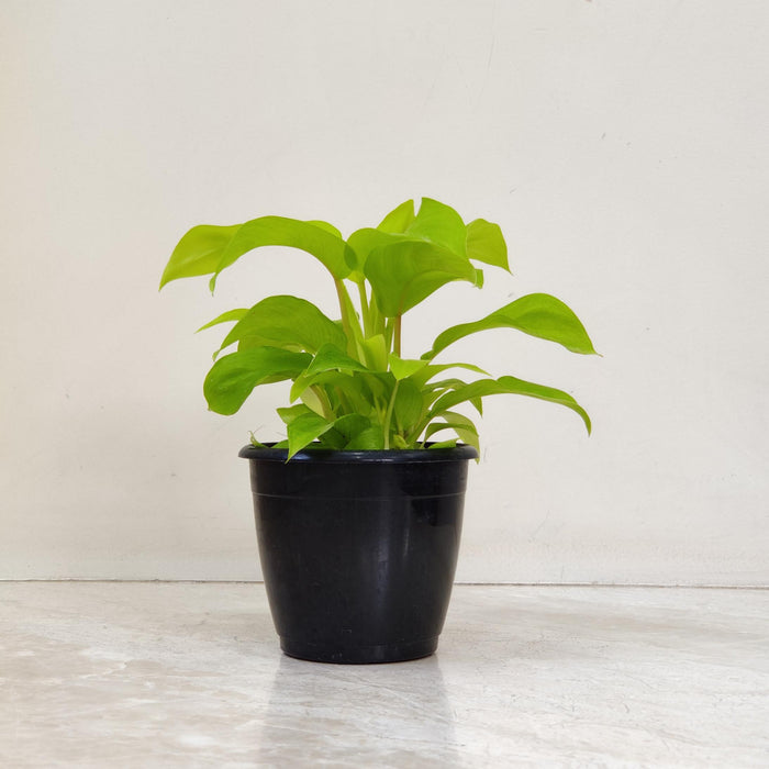 Philodendron Ceylon Golden 12 cm pot