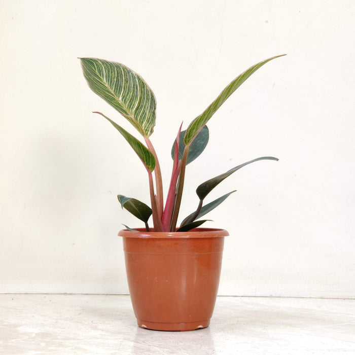 Philodendron Pink Bikin 12 cm pot