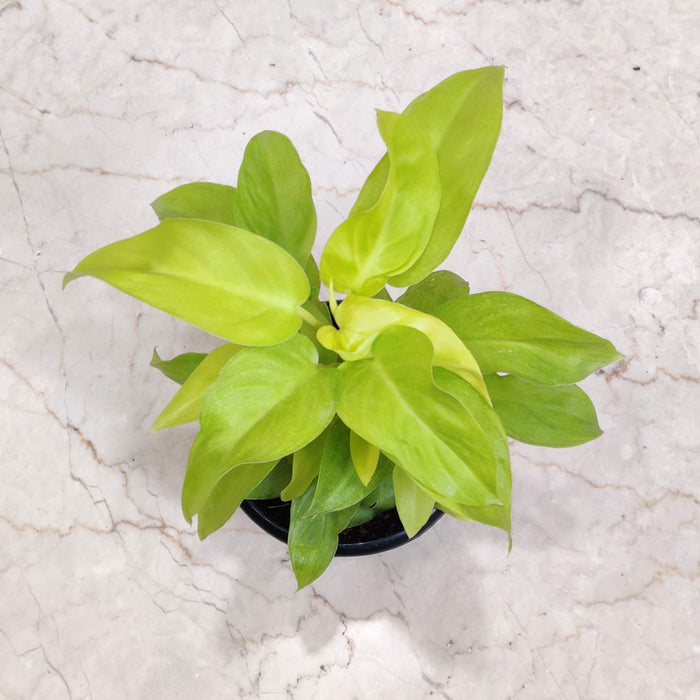 Philodendron Ceylon Golden 12 cm pot