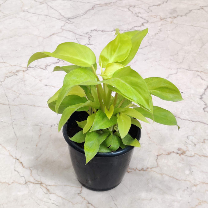 Philodendron Ceylon Golden 12 cm pot