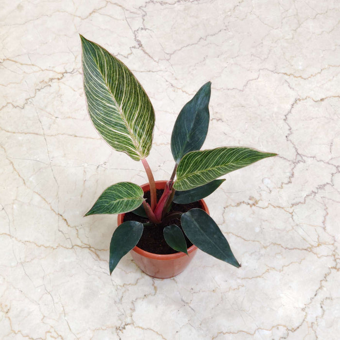 Philodendron Pink Bikin 12 cm pot