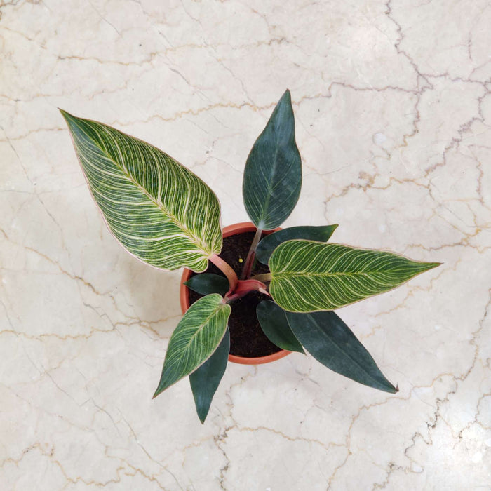 Philodendron Pink Bikin 12 cm pot