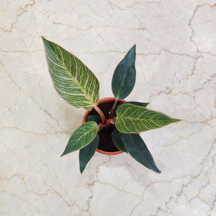 Philodendron Pink Bikin 12 cm pot