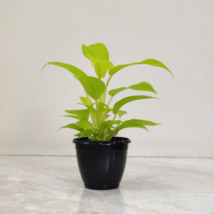 Philodendron Ceylon Golden 8.5 cm pot