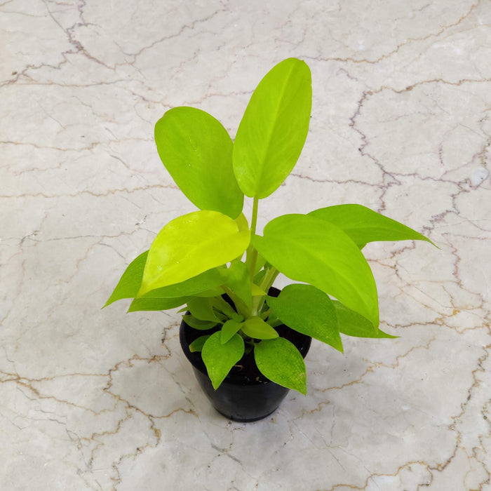 Philodendron Ceylon Golden 8.5 cm pot