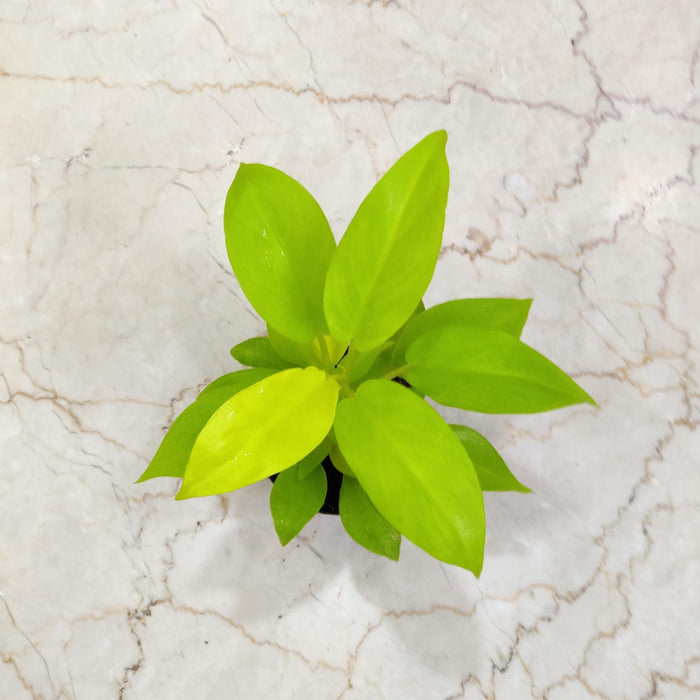 Philodendron Ceylon Golden 8.5 cm pot