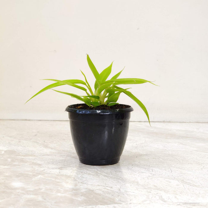 Philodendron Goldan Saw 8.5 cm pot