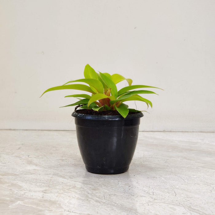 Philodendron Golden Goddess 8.5 cm pot