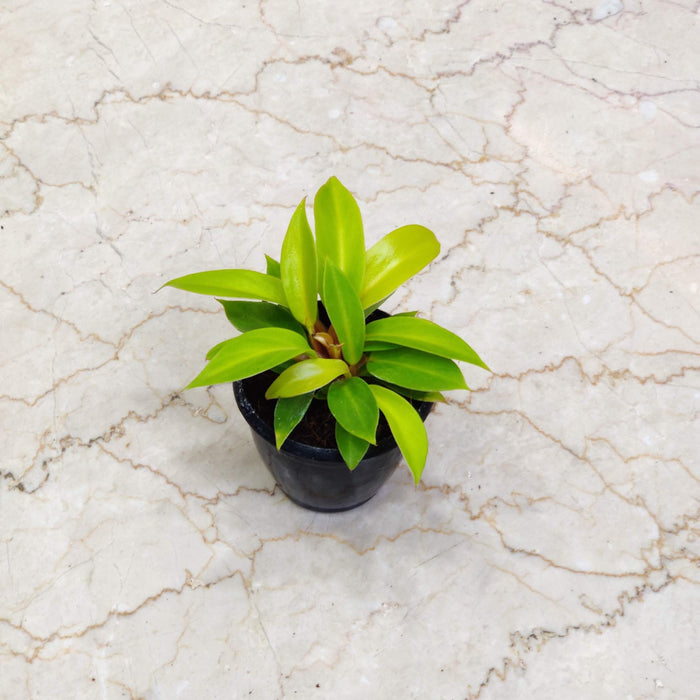 Philodendron Golden Goddess 8.5 cm pot