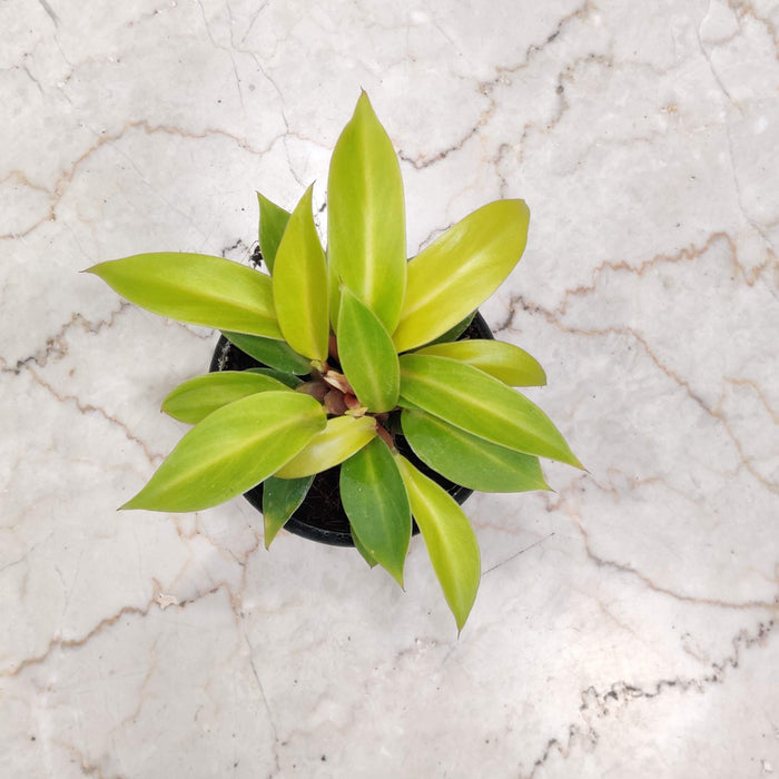 Philodendron Golden Goddess 8.5 cm pot