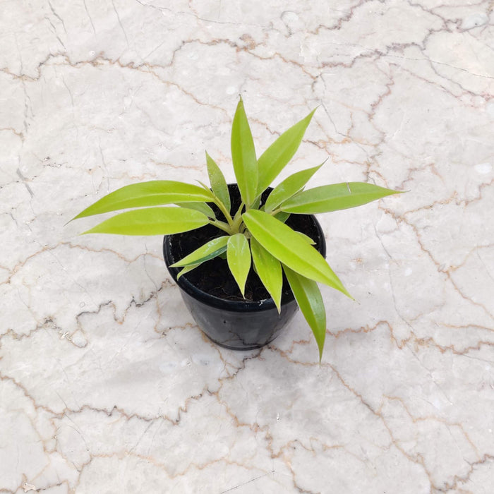 Philodendron Goldan Saw 8.5 cm pot