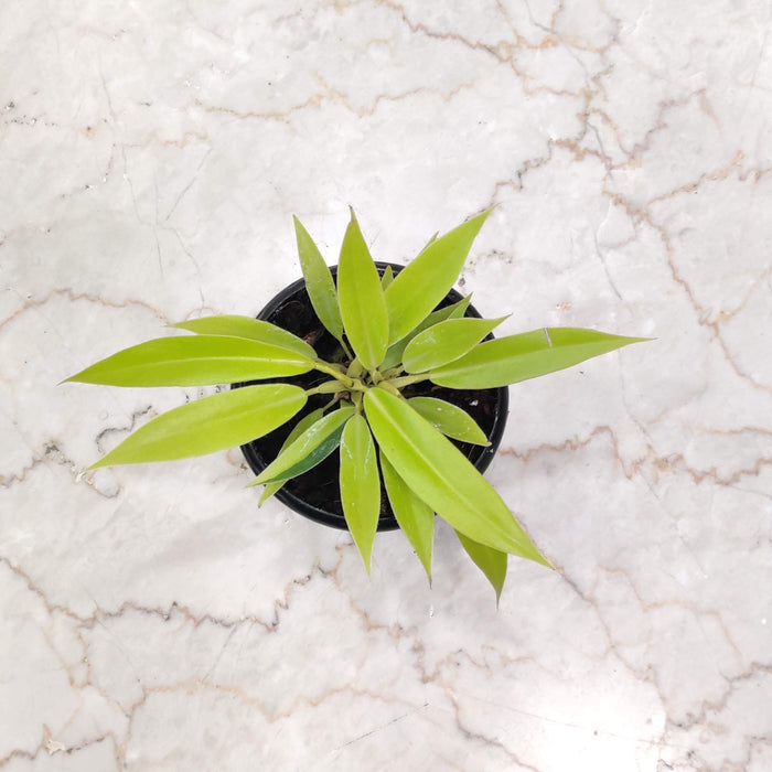 Philodendron Goldan Saw 8.5 cm pot