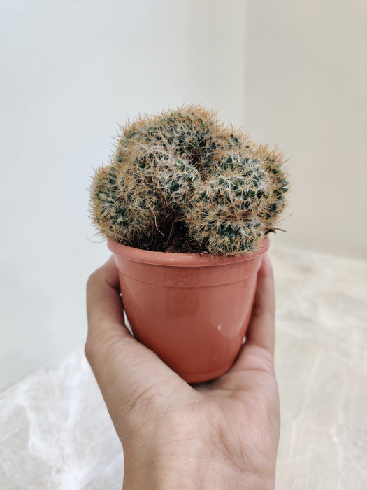 Ornamental brain-shaped cactus