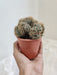Ornamental brain-shaped cactus