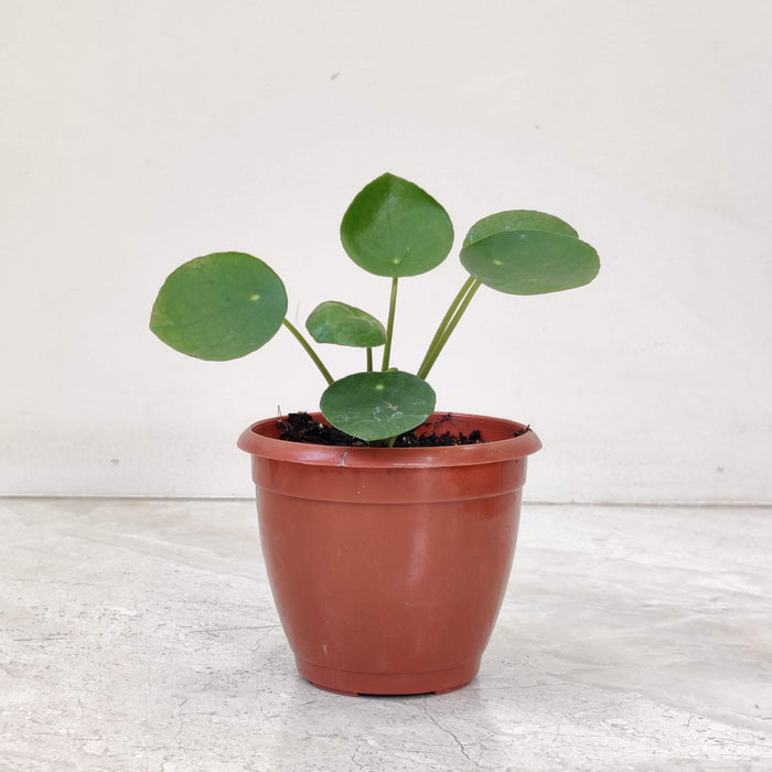 Peperomia Raindrop 8.5 cm pot