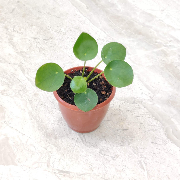 Peperomia Raindrop 8.5 cm pot