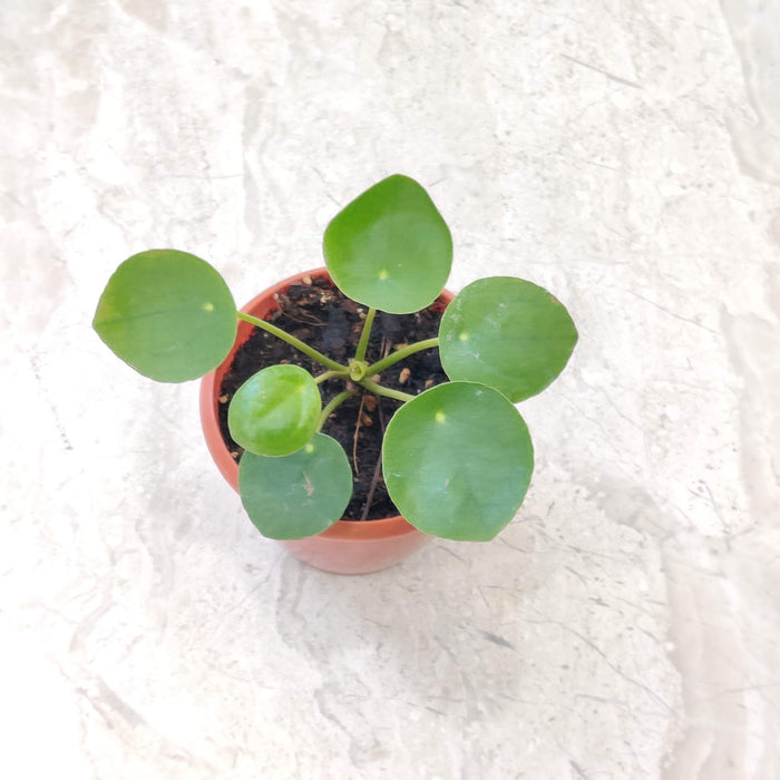 Peperomia Raindrop 8.5 cm pot