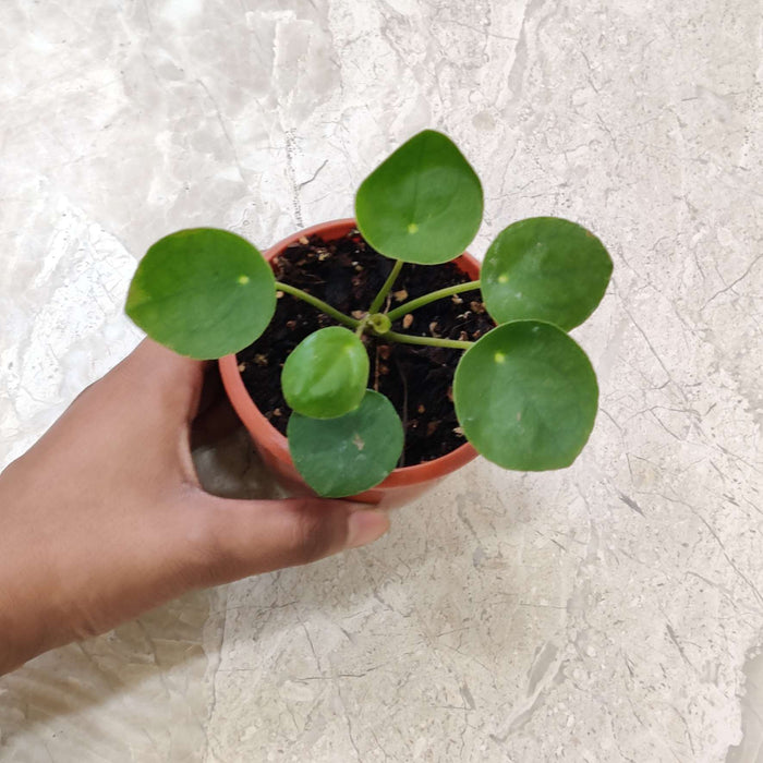 Peperomia Raindrop 8.5 cm pot