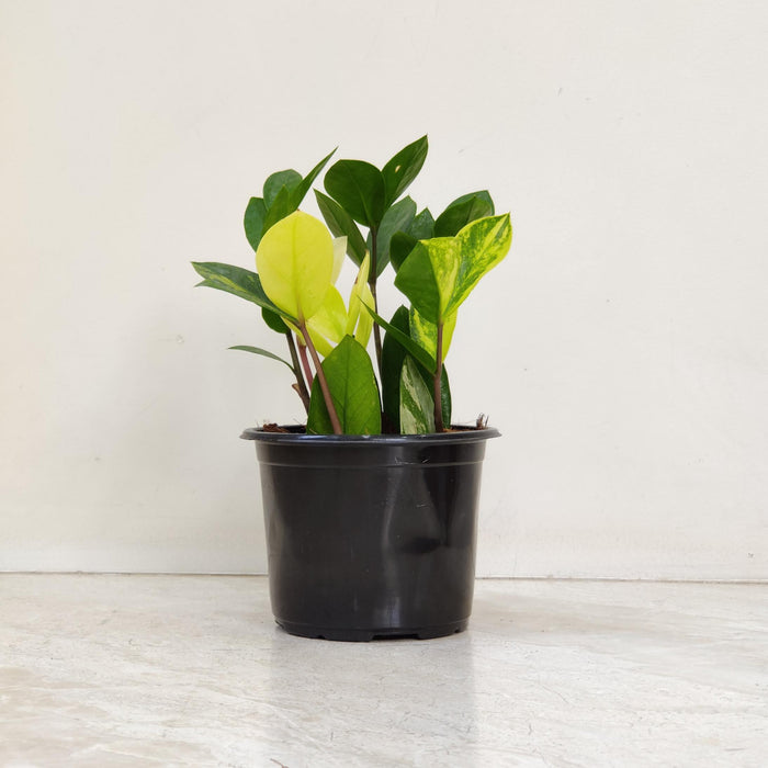 Zamioculcas Zamiifolia variegated  12 cm pot