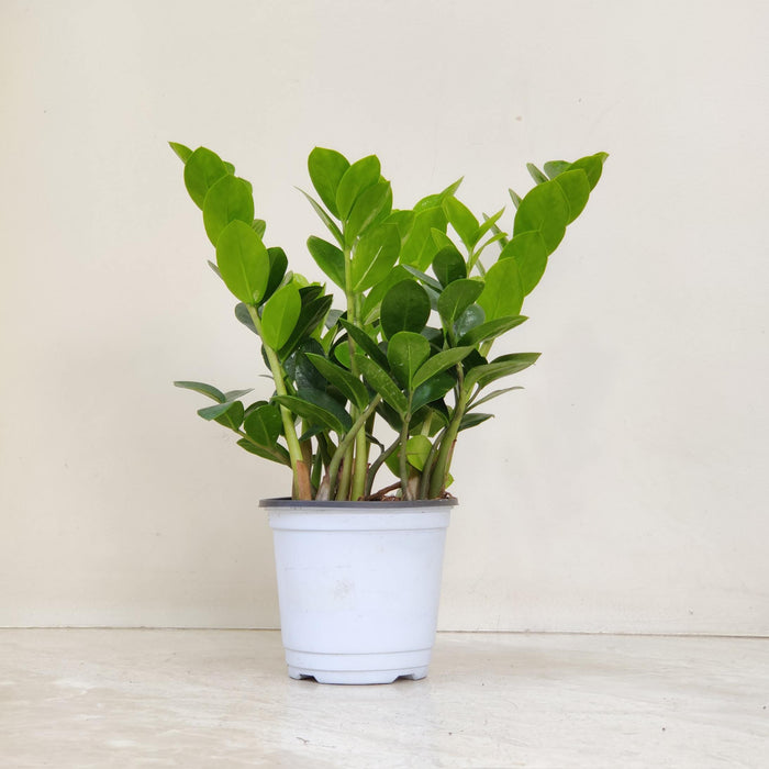 Zamioculcas zamiifolia 12 cm pot