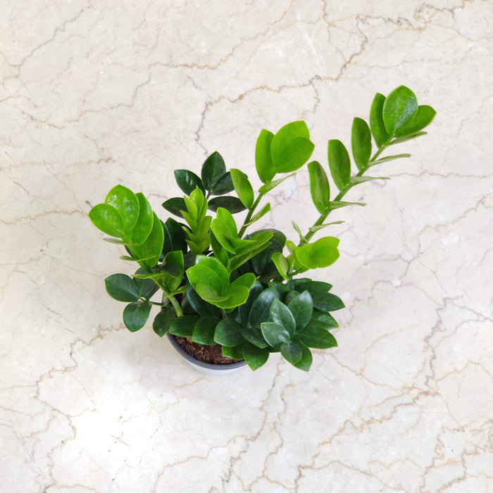 Zamioculcas zamiifolia 12 cm pot