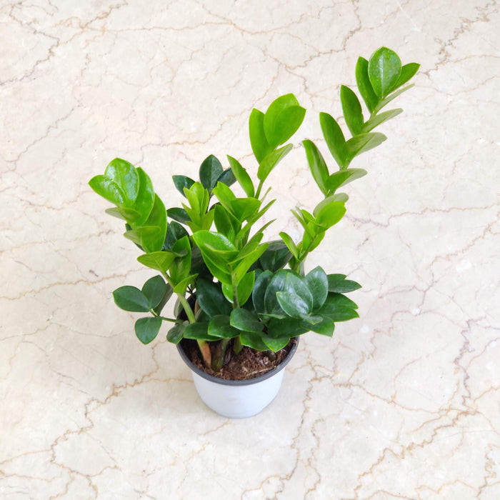 Zamioculcas zamiifolia 12 cm pot