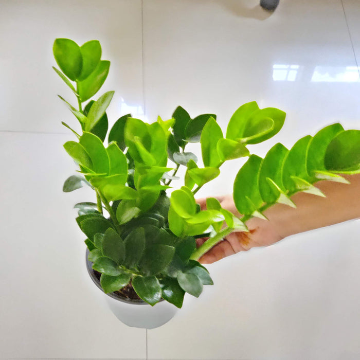 Zamioculcas zamiifolia 12 cm pot