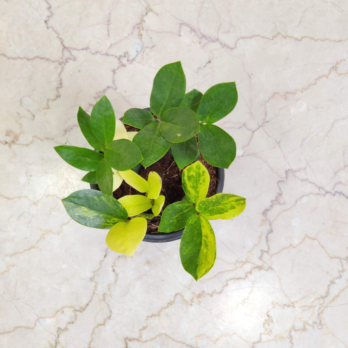 Zamioculcas Zamiifolia variegated  12 cm pot
