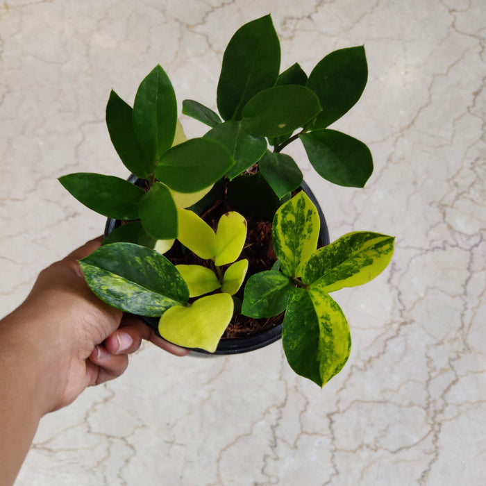 Zamioculcas Zamiifolia variegated  12 cm pot