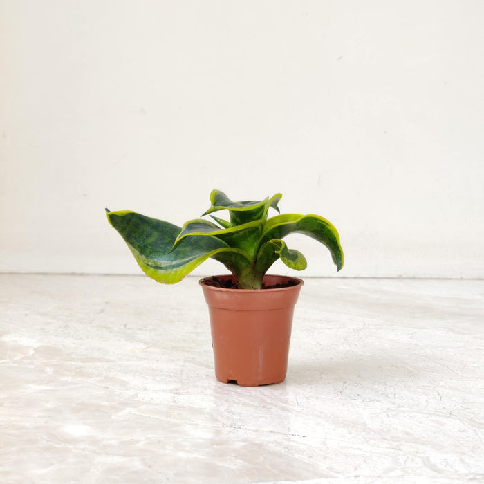 Sansevieria 'Tornado' 5.5 cm pot
