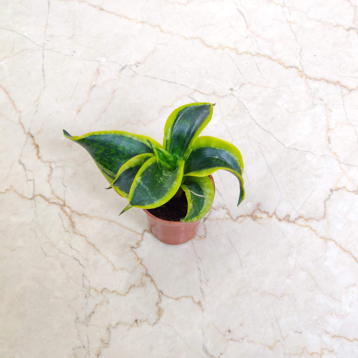 Sansevieria 'Tornado' 5.5 cm pot